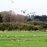 2409H 30 Oste Kraniche